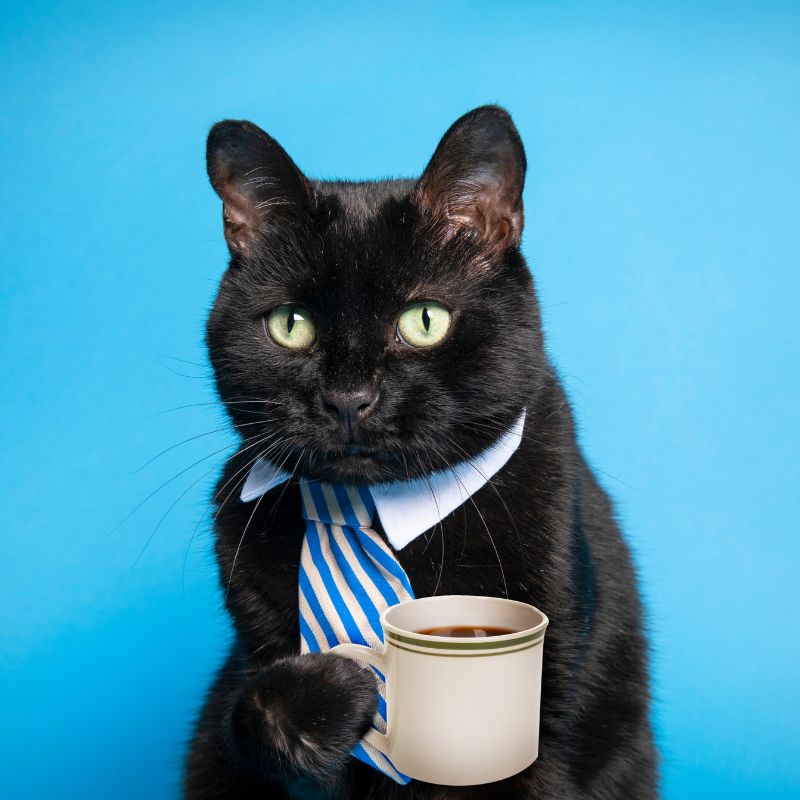 Kat met stropdas en tas koffie.