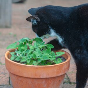 kat knabbelt aan een zelfgezaaide catnip plant