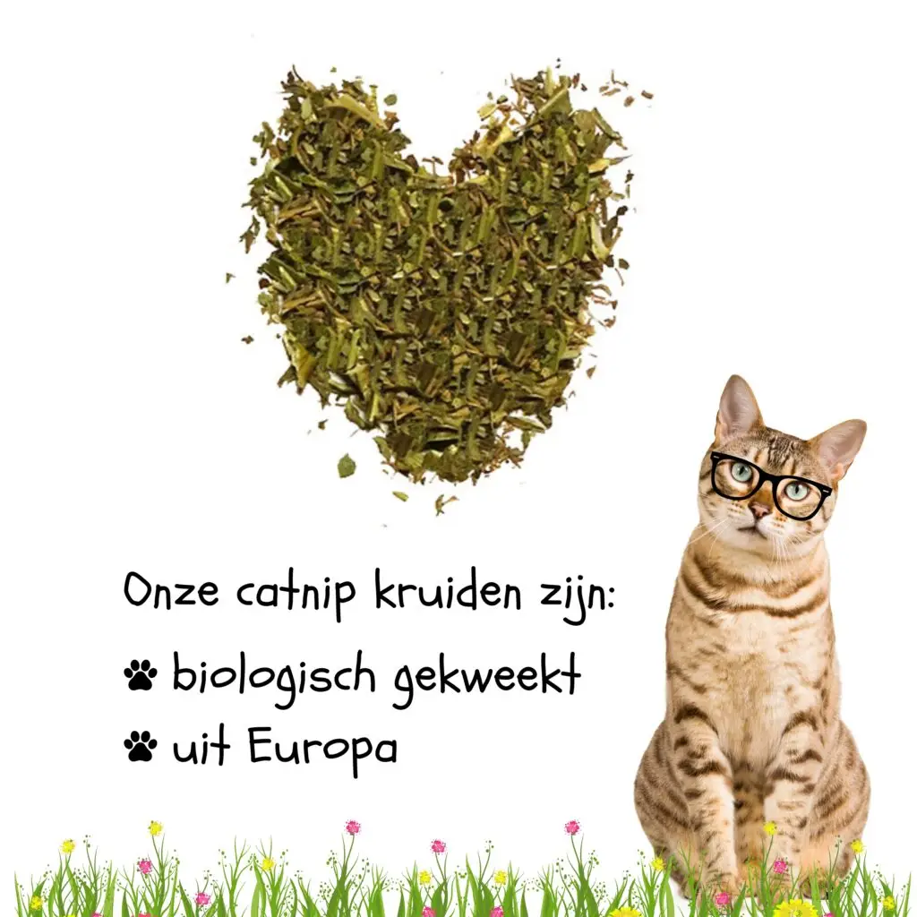Gifvrije bio catnip kruiden uit Europa